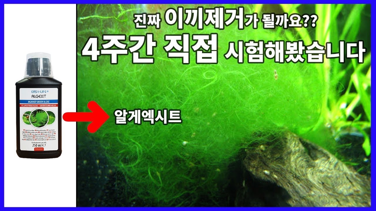 알게엑시트로 진짜 악성이끼가 제거될까요? 4주간 실험을 해봤습니다.