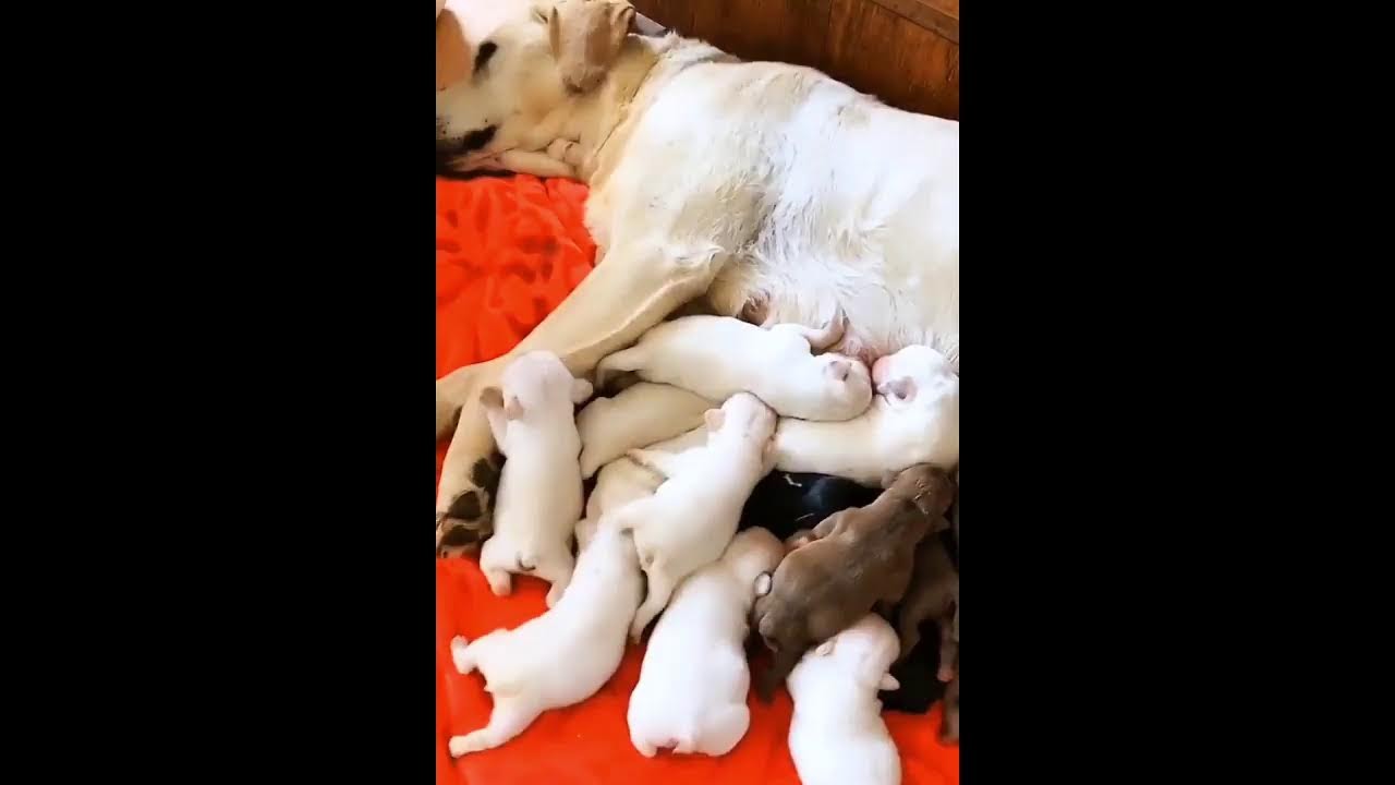 Dogbaby100k Live Stream