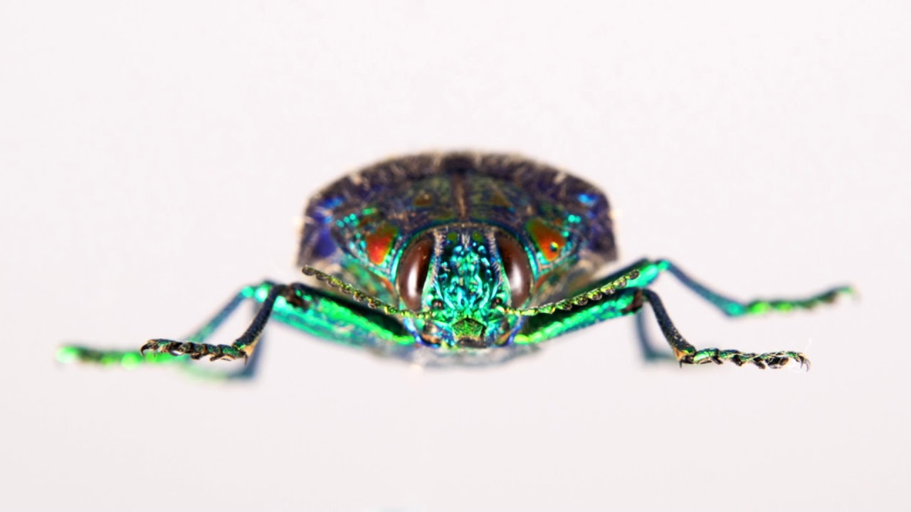 Jewel beetle (Polybothris sumptuosa gemma). Stop motion.