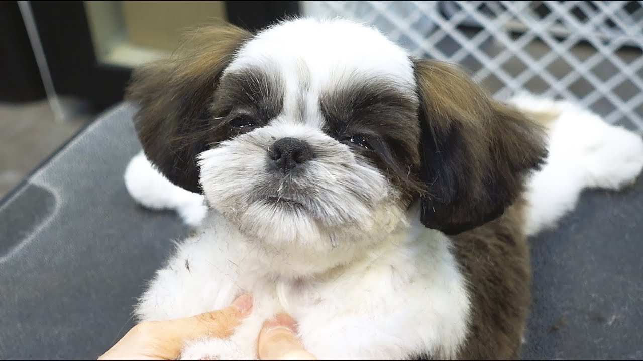 Спящая собачка во время стрижки волос.