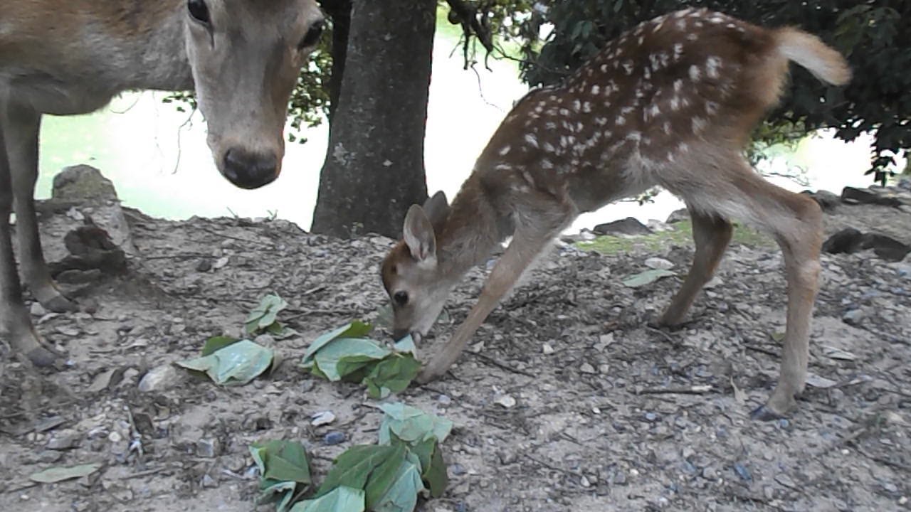 ハムハムする小鹿　Part4