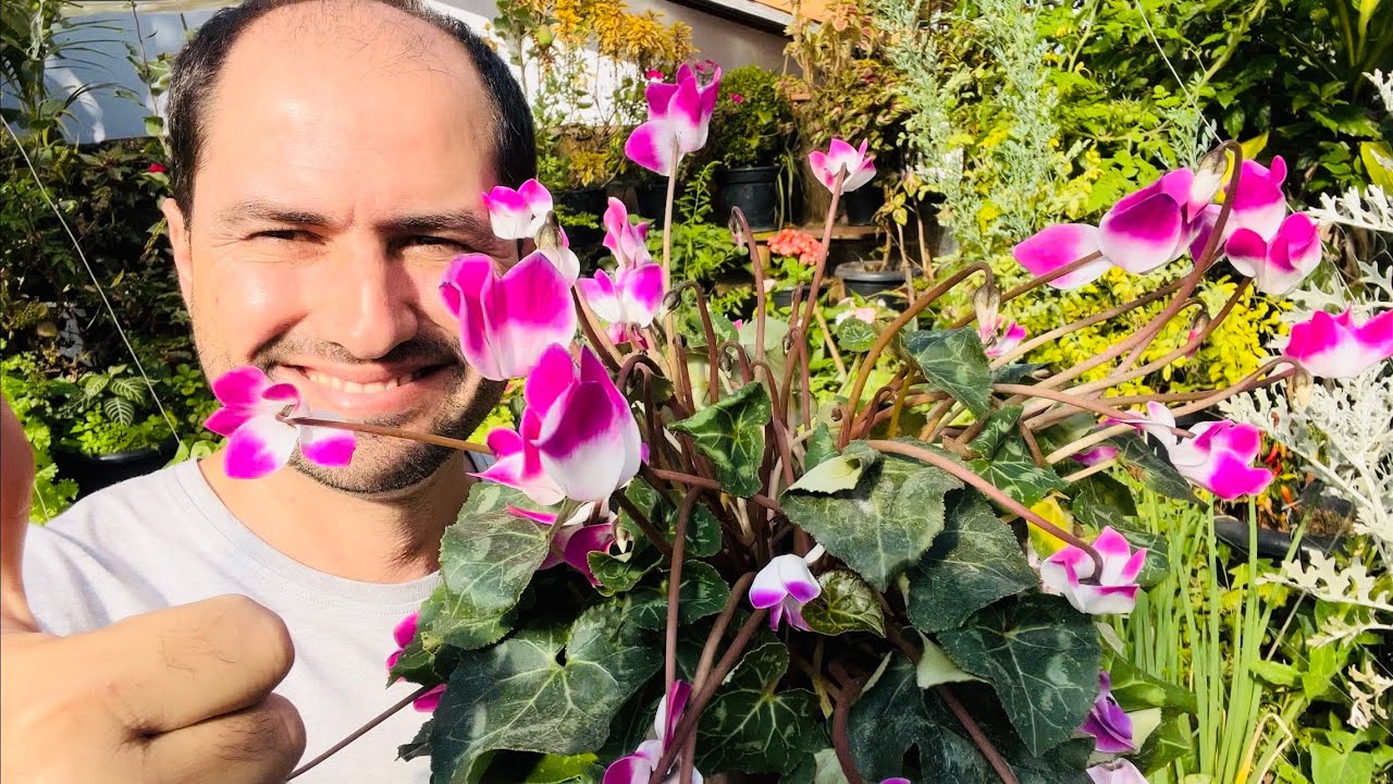 COMO PLANTAR CICLAME CORRETAMENTE