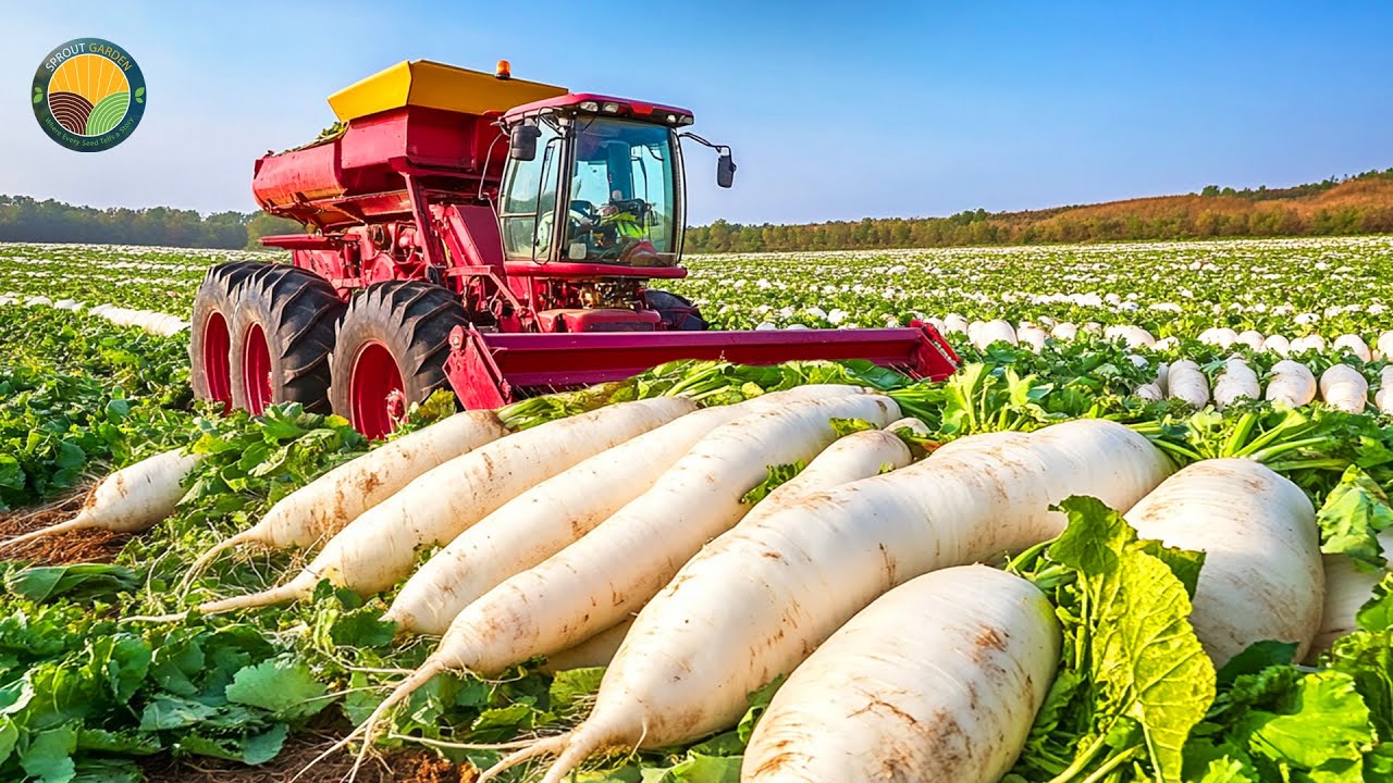 How Farmers Harvest Radishes: Preserved Dried Radish Mass Processing Factory | Farming Documentary