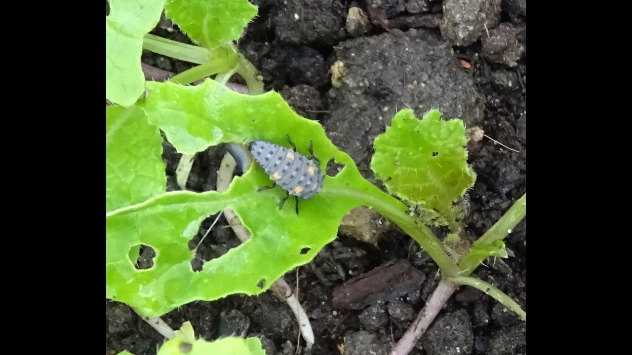 le 30/05/2021: visite des serres et du potager