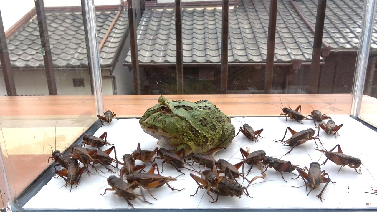 ベルツノガエル達に、大量の大きなコオロギを与えてみたら、ものすごかった！
