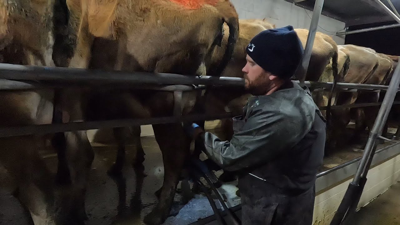 Troublesome Heifers, There's Always A Couple That Take Longer To Train & Shed Update