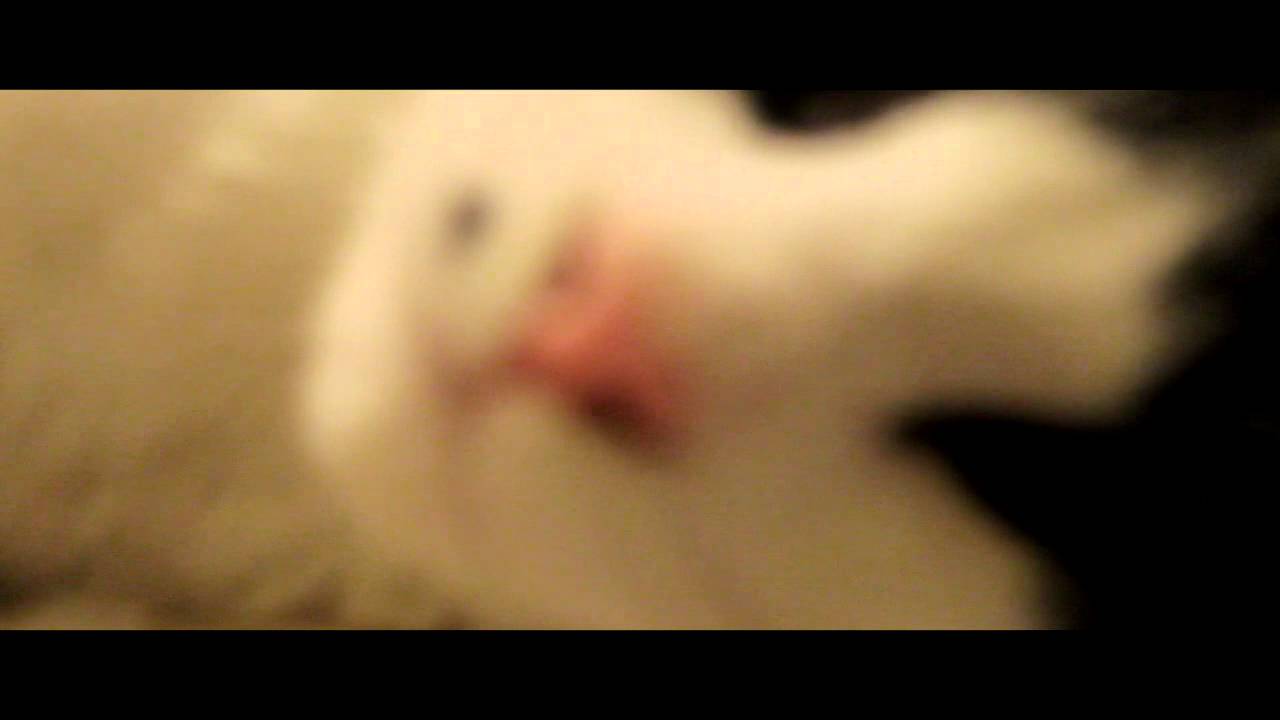 Canon 1100D Kit Video Test
