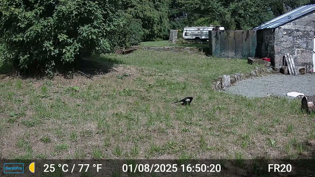 Videos Only Edit GardePro A3 Trail Camera 7 of 12 FR20 Part 2 Côtes d'Armor, Brittany, France