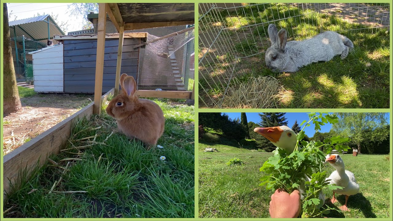 Vlog 121 - Króliczek NIE LUBI wybiegu 🧐Jaskółki w szopie 🕊 KACZKI NAD STAWEM 🦆