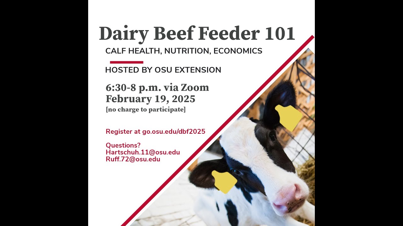 Dairy Beef Feeder 101, a look at calf health, nutrition and economics