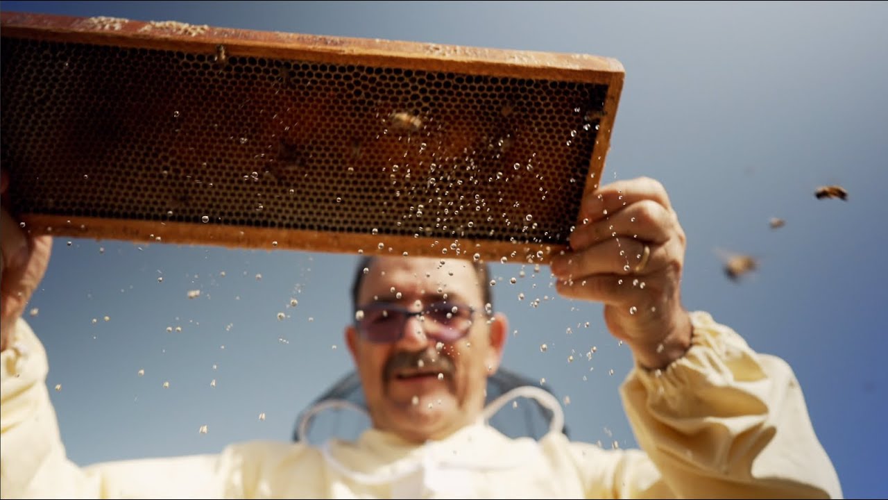 Benvenuti nel nostro dolce mondo! Apicoltura Luca Finocchio