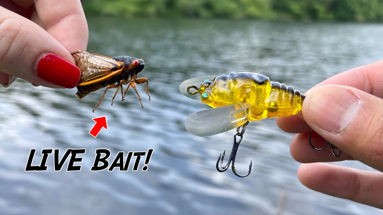 EXPERIMENT: LIVE Bait vs. ARTIFICIAL Lures!!! (Cicada Fishing)