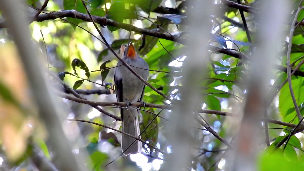 O canto do Cricri&oacute; - Capit&atilde;o da mata. O som da Amaz&ocirc;nia! Cricri&oacute; - Screaming Piha