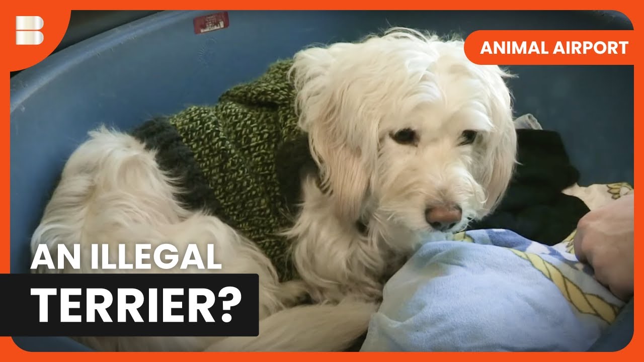 Illegal Pets? Airport Crackdown! - Animal Airport - S02 EP13 - Animal Documentary