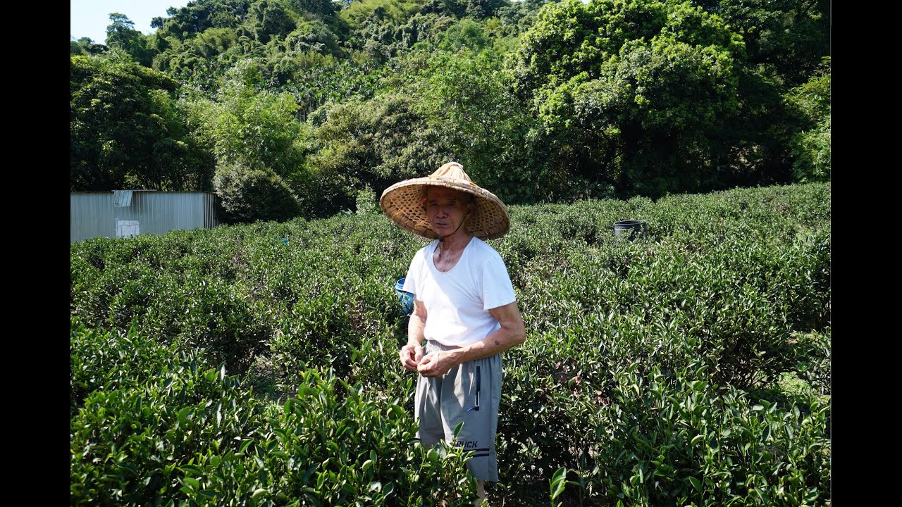 三峽碧螺春茶王 黃文雄堅持手工製茶