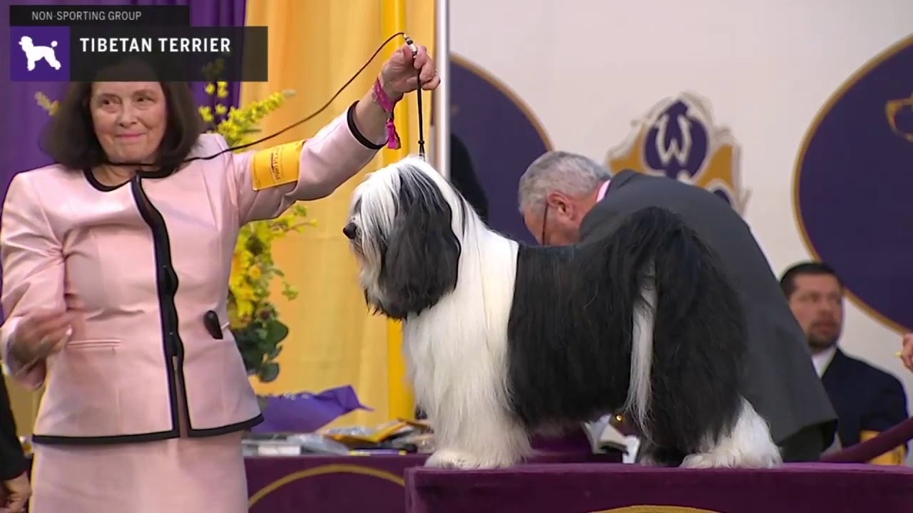 Tibetan Terriers | Breed Judging 2020