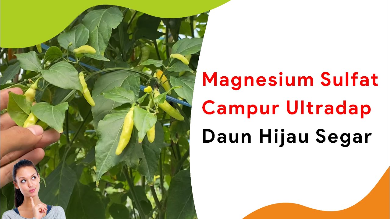 Pupuk Magnesium Sulfat Campur Ultradap, Daun Cabe Hijau Paten