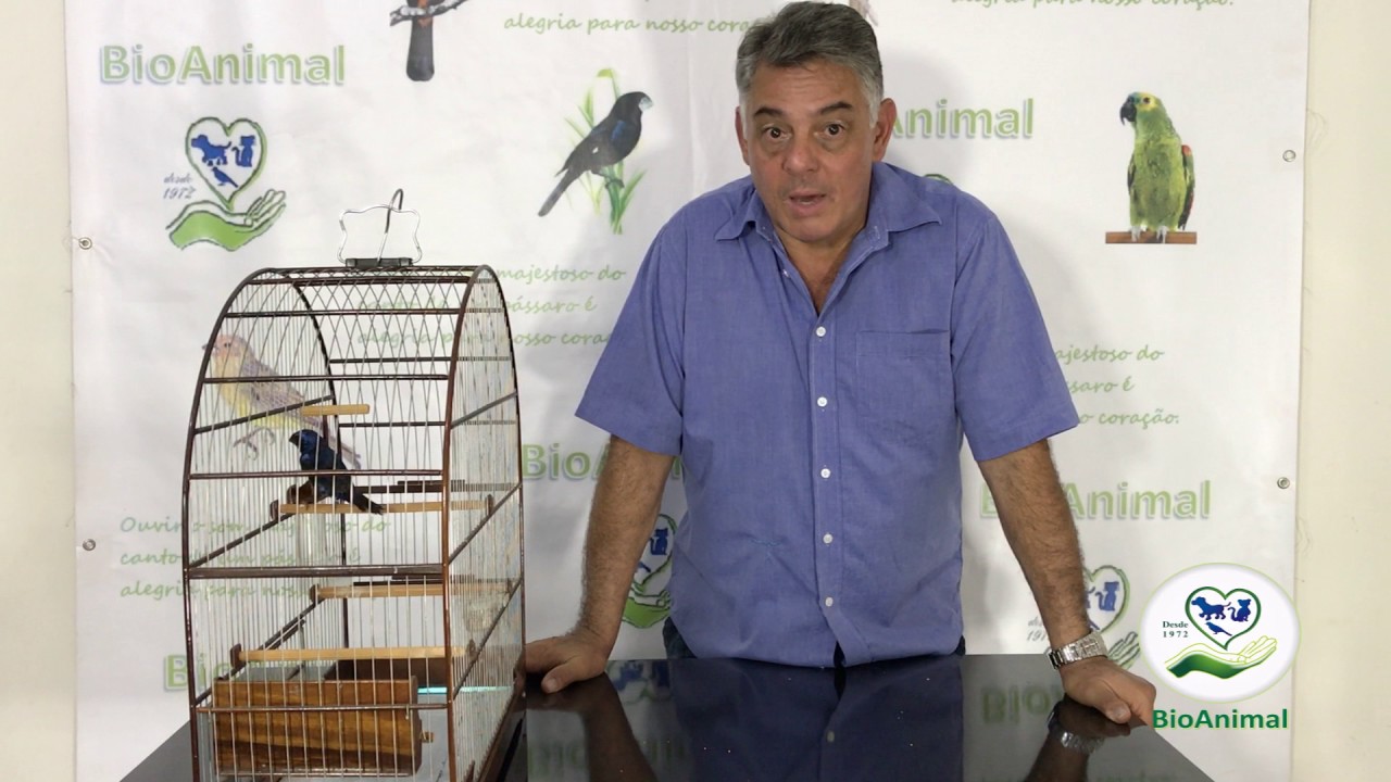 ALIMENTA&Ccedil;&Atilde;O DO AZUL&Atilde;O E VOLTA DE DICAS DO GERALDINHO !