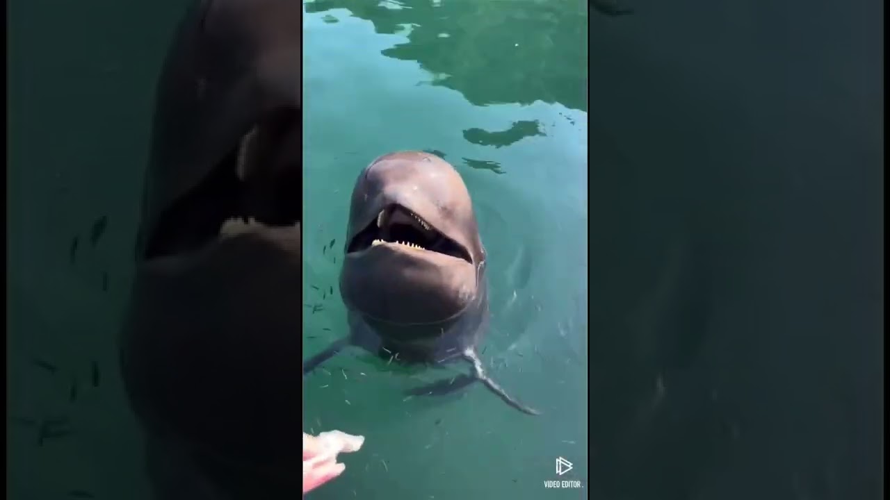 イルカと遊んでたらヤベーの来た❗️