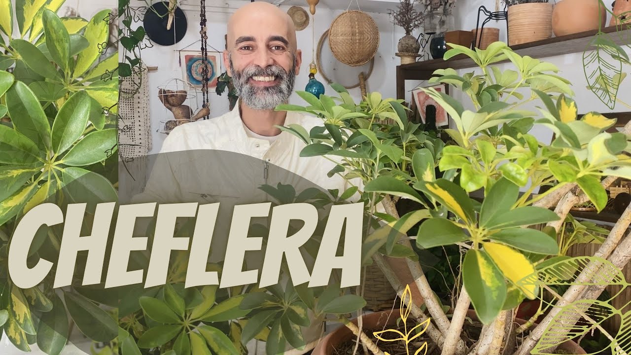 Cheflera- aprenda a podar, tirar mudas, regar, adubar e escolher o melhor local #cheflera