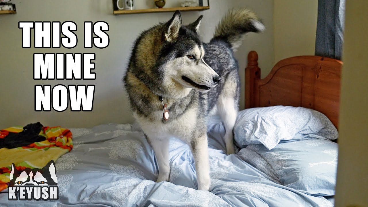 Naughty Husky Claims Everything at Best Friend’s House!