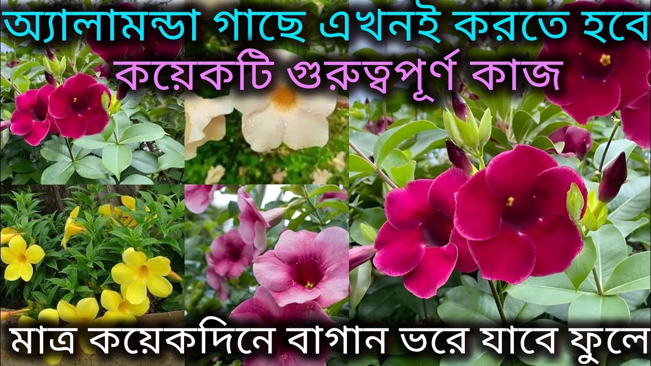 অ্যালামন্ডা গাছের ফেব্রুয়ারি মাসের গুরুত্বপূর্ণ কাজ/Allamanda flower plant care/Allamanda plant care