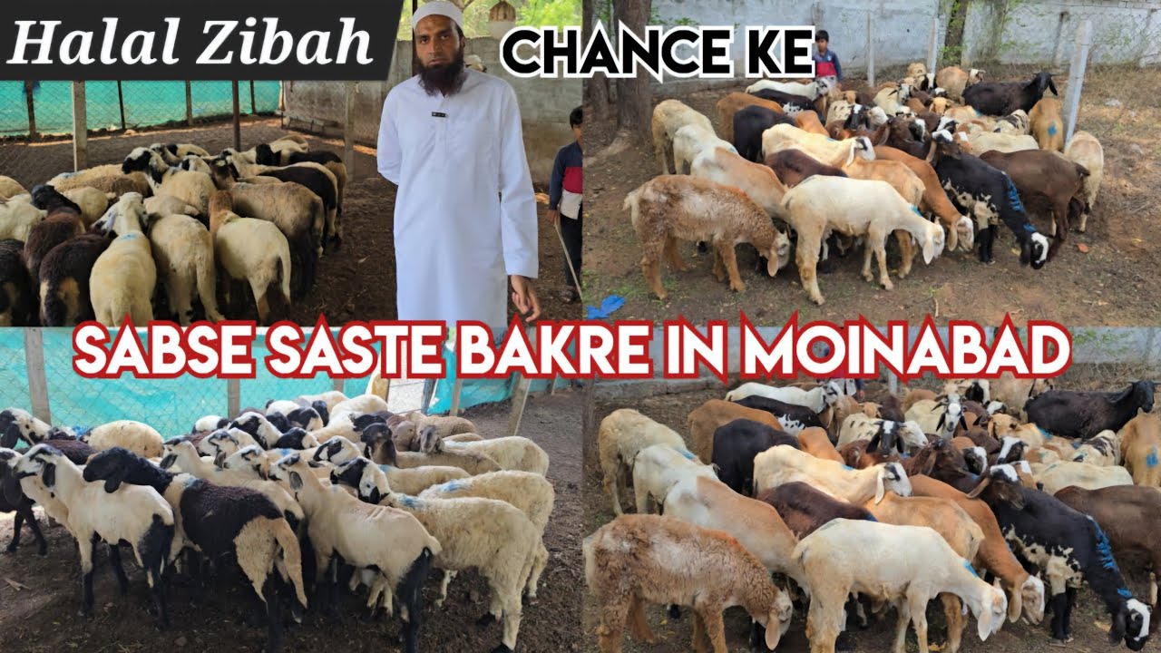 Pure Telangana potla sheep's lot available in moinabad | Saste bakre in moinabad | Halal zibah 🐏🐑