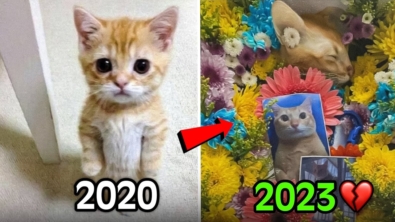 Famous Cat Memes Who Have Died😢❤️&zwj;🩹(Then Vs Now)