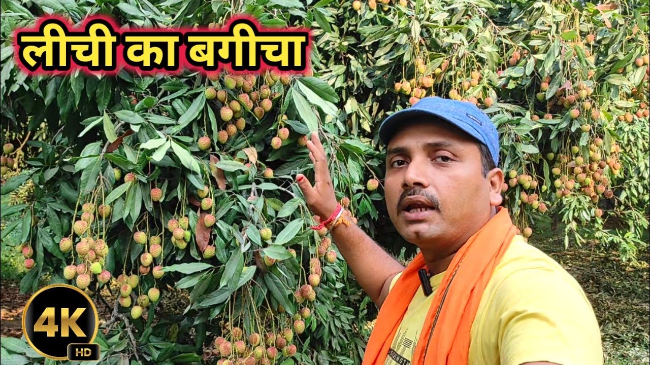 लीची का बगीचा || 