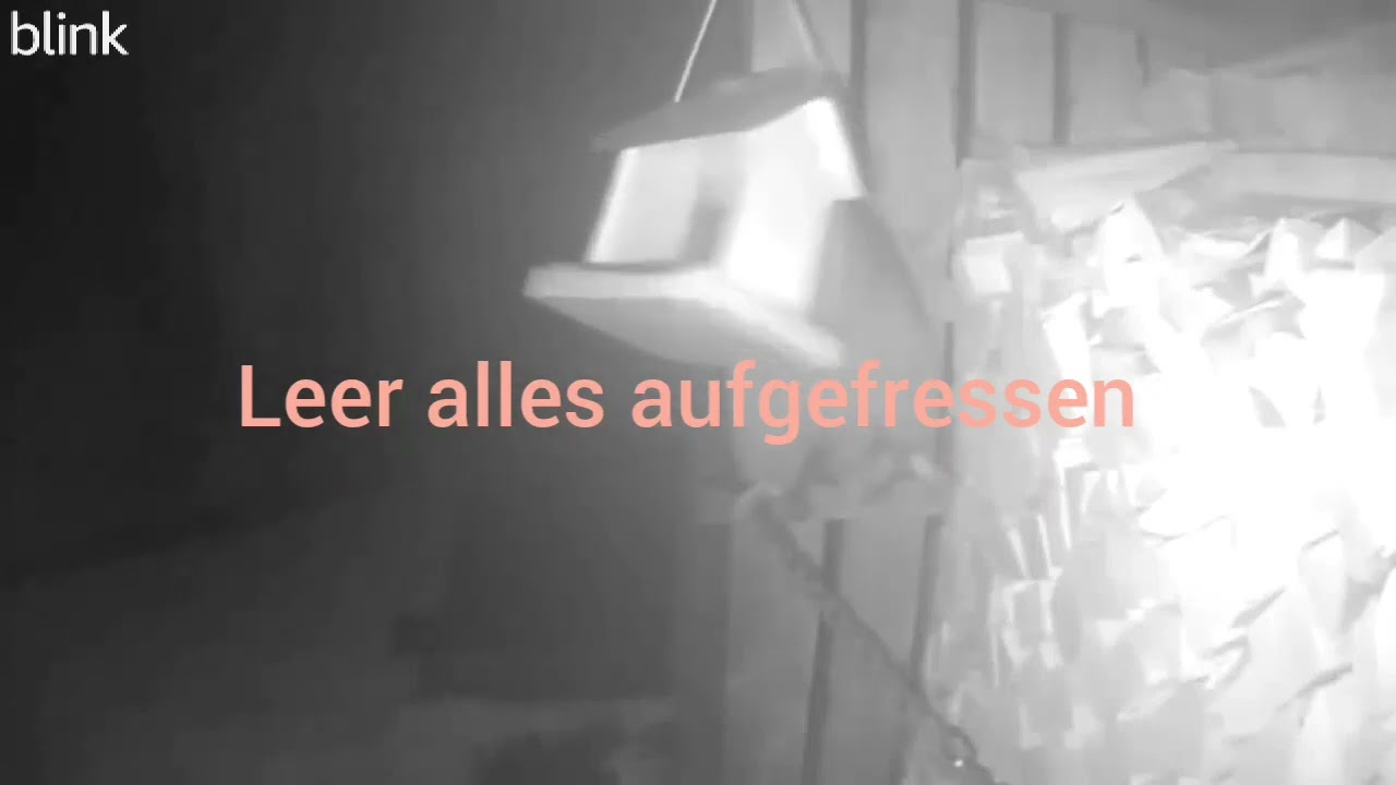 Waschbär hat großen Hunger auf Vogelfutter  14. November 2024