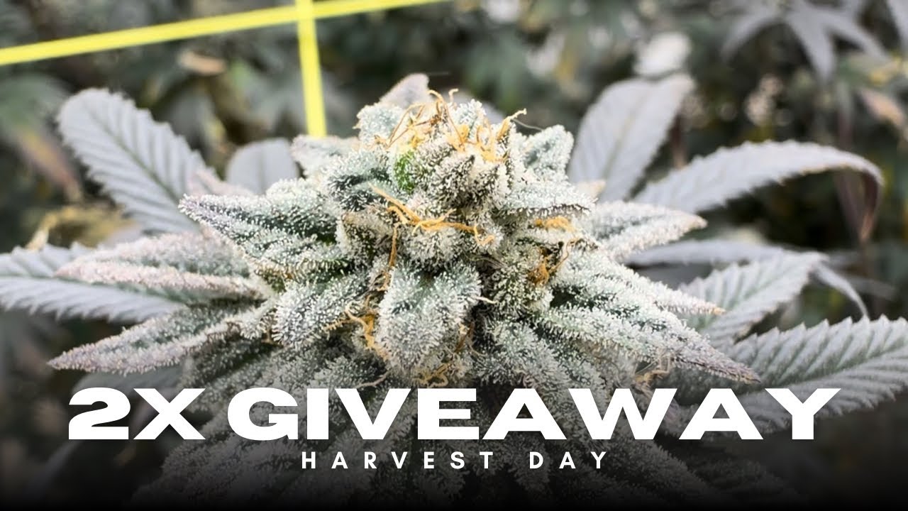 Harvest Day Has Arrived! Ethos Mandarin Cookies v2 + Crosses