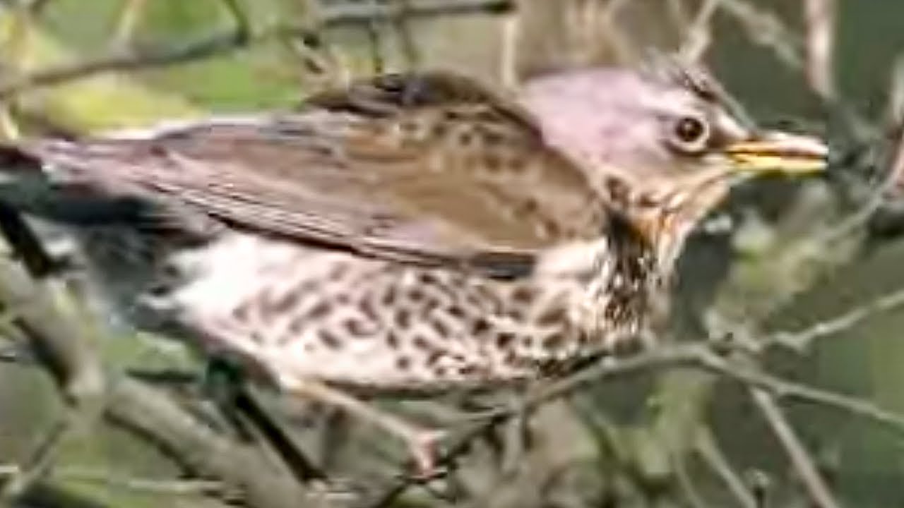 Fieldfare Birds Defend their Young Against a Raven | David Attenborough | BBC Studios
