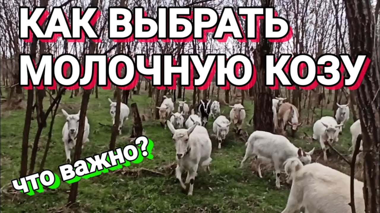 ❤️ Как выбрать молочную козу.