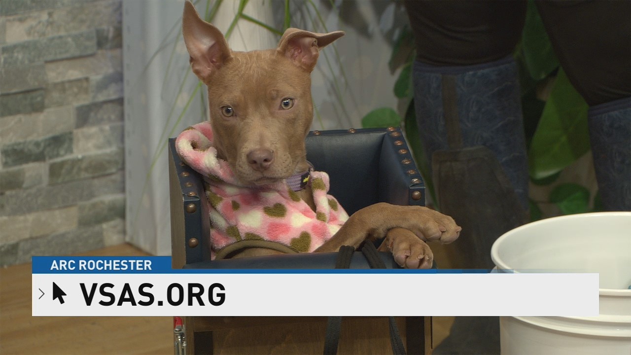 ROC's Top Pet/Gut Health Month