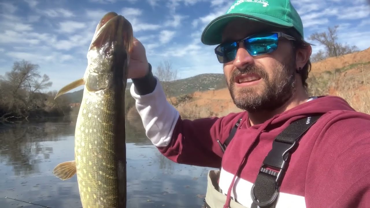 Lucios desde pato,prefreza