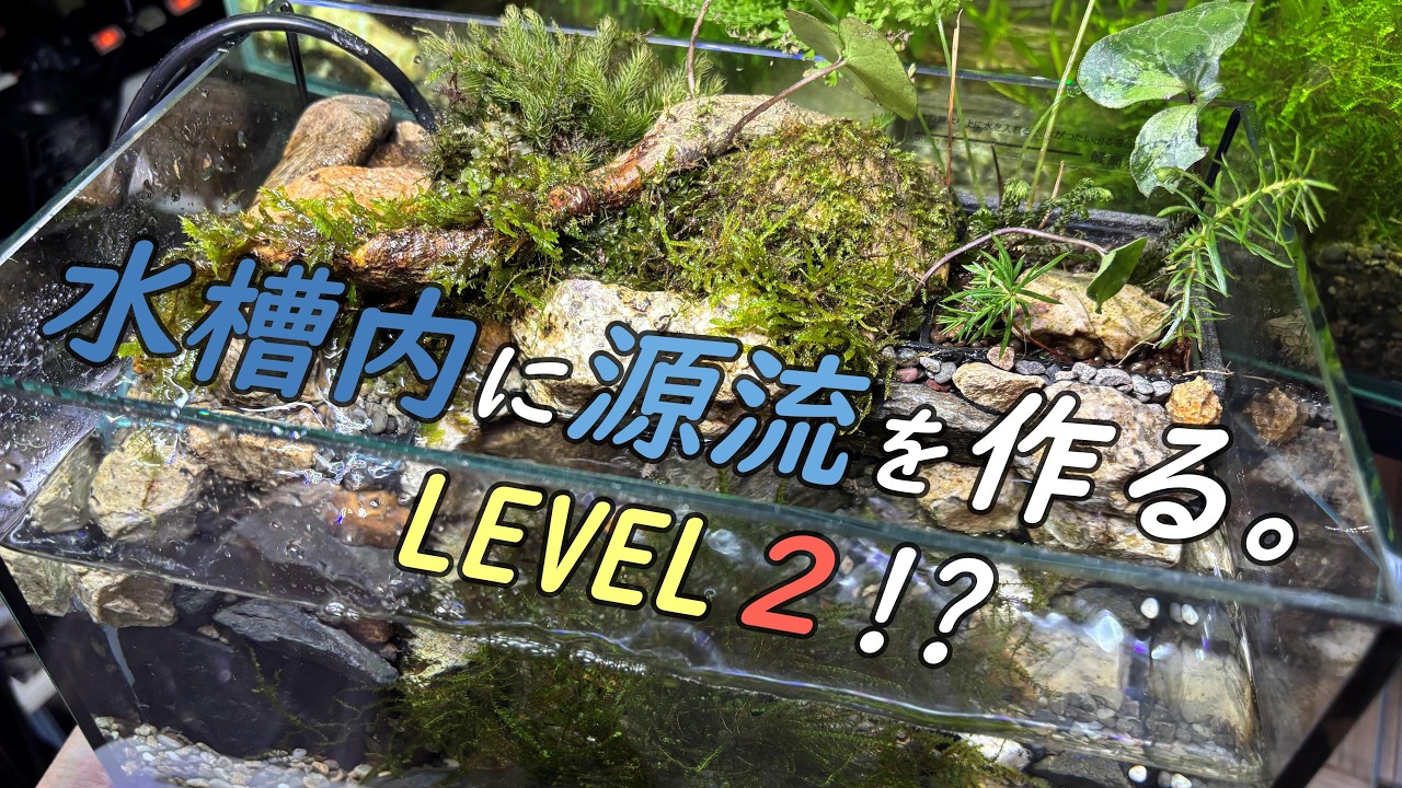 【レベルアップ↑】水槽内に川を作って、源流を再現！LEVEL２！？【アクアリウムVol.30】