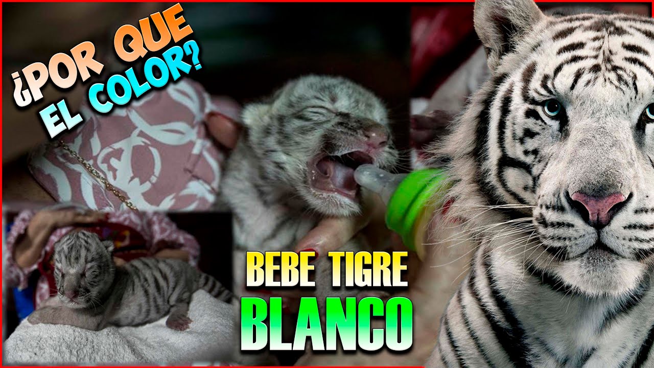 La EXTRAÑA HISTORIA de los TIGRES BLANCOS |Nace un tigre blanco de bengala en zoológico de Nicaragua