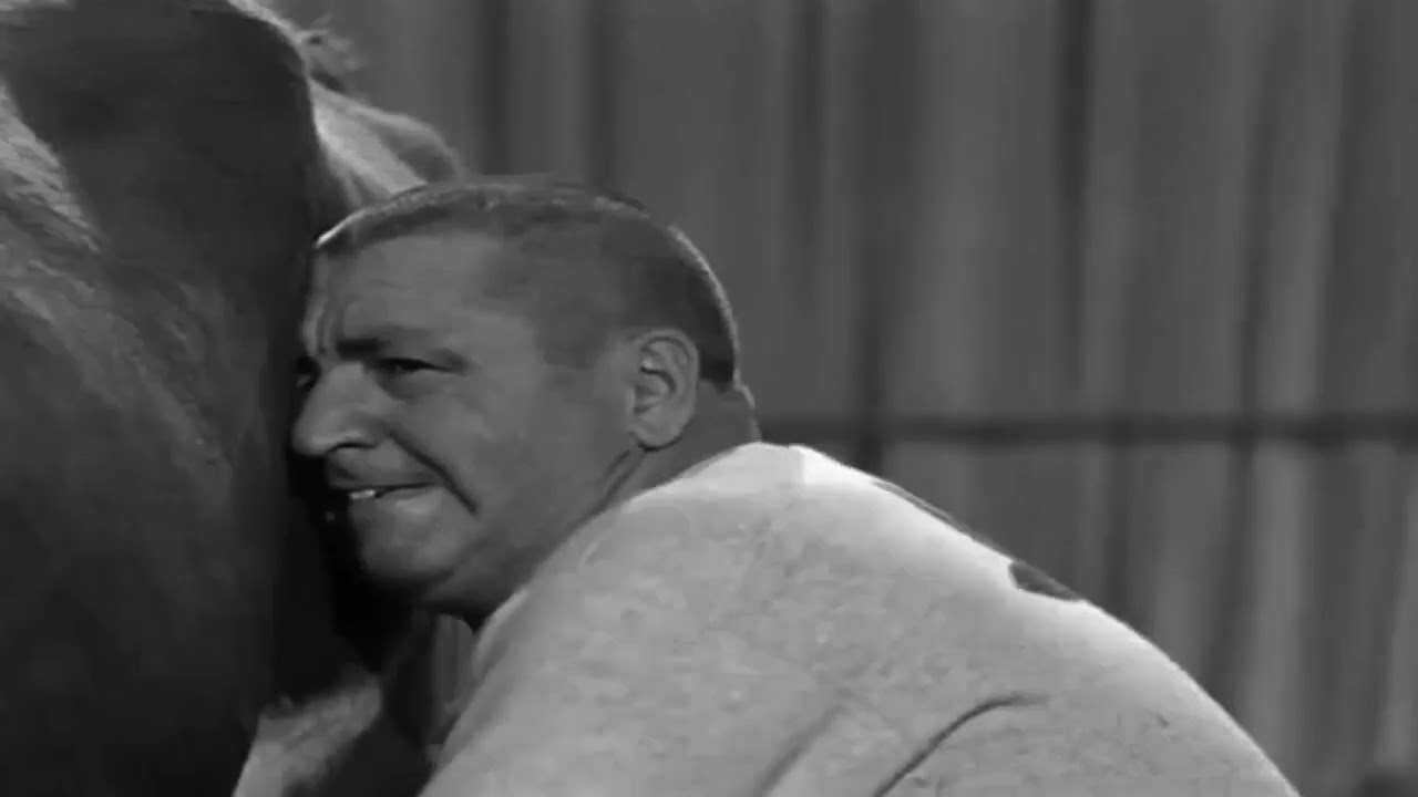 The Three Stooges 🔴 Busy Buddies 🔴 The Three Stooges Full Episodes #1080p