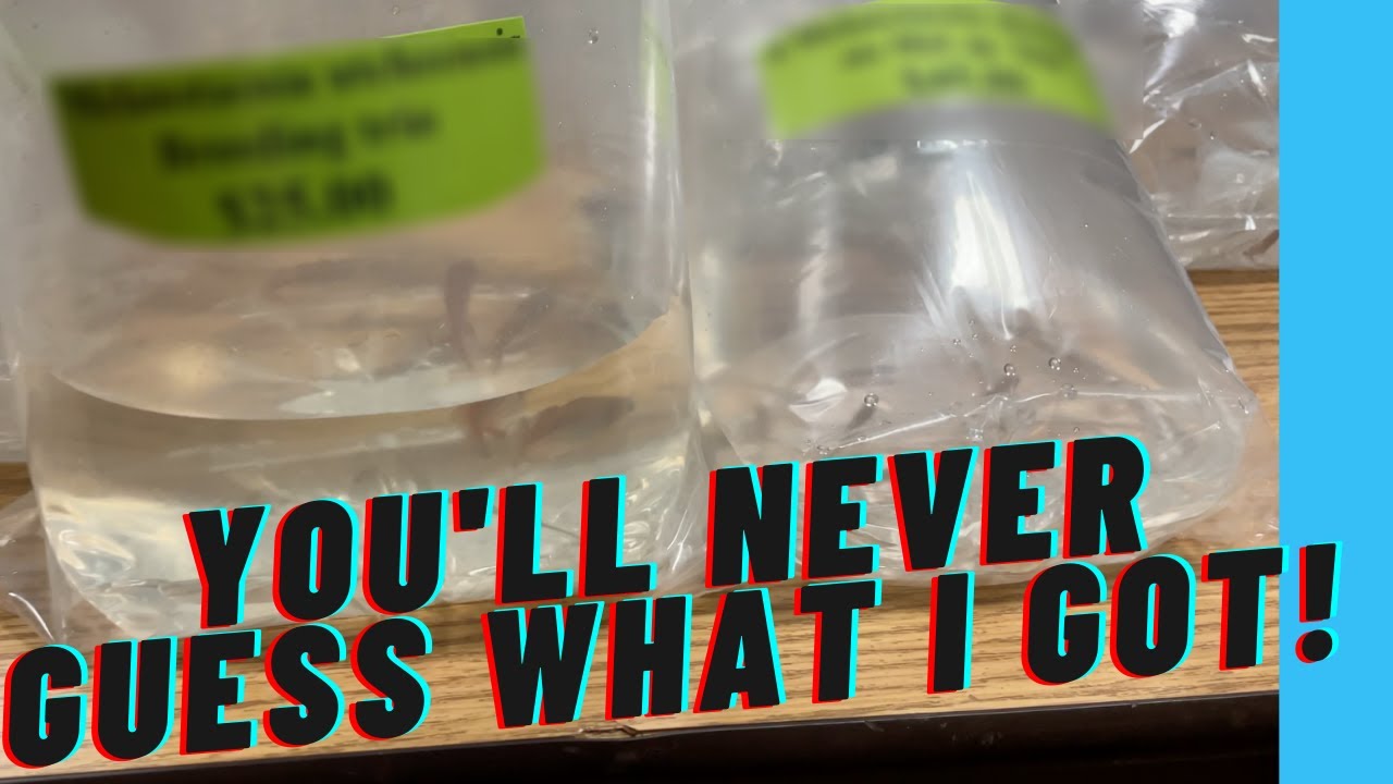 Fish Club Swap Meet | Greater Cincinnati Aquarium Society Swap Meet March 2021