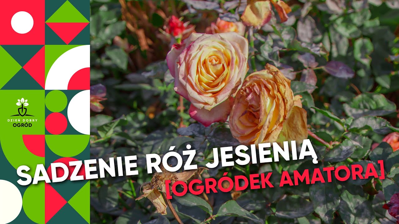 Sadzenie róż jesienią 🌹 Jak posadzić róże z odkrytym korzeniem jak PRO!