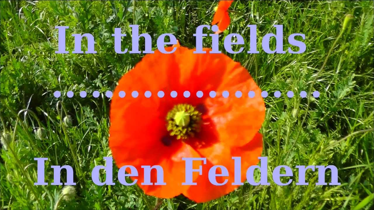 In the fields - In den Feldern - In Flanders Fields - Auf Flanderns Feldern, 1.Weltkrieg / WW1