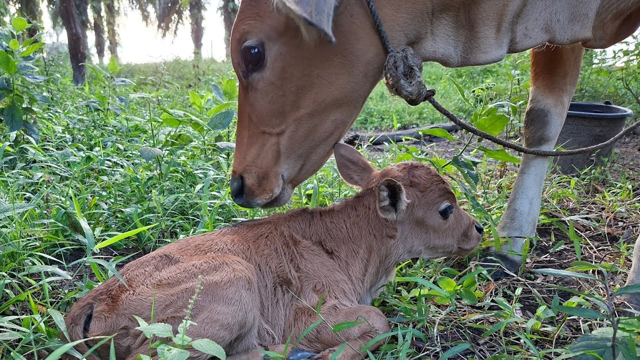 ANAK SAPI SEHAT DAN LUCU !! PEDETAN SUPER