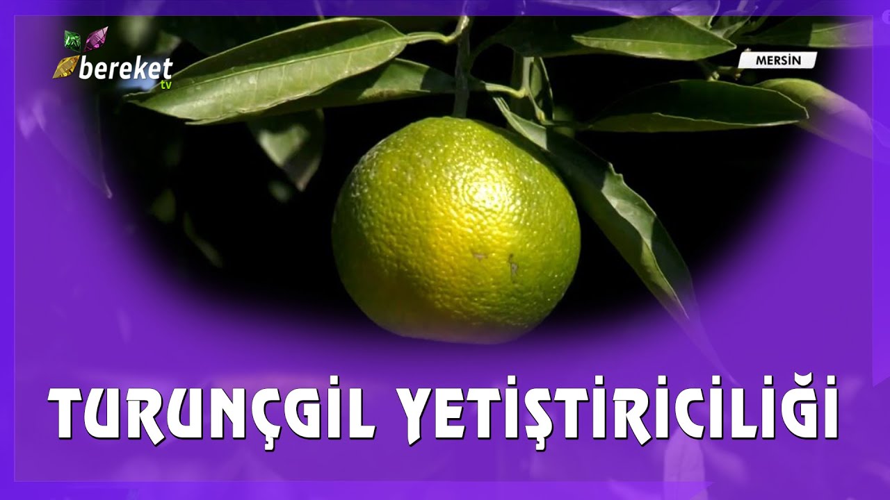 Tarımsal Eğitim | Turunçgil Yetiştiriciliği