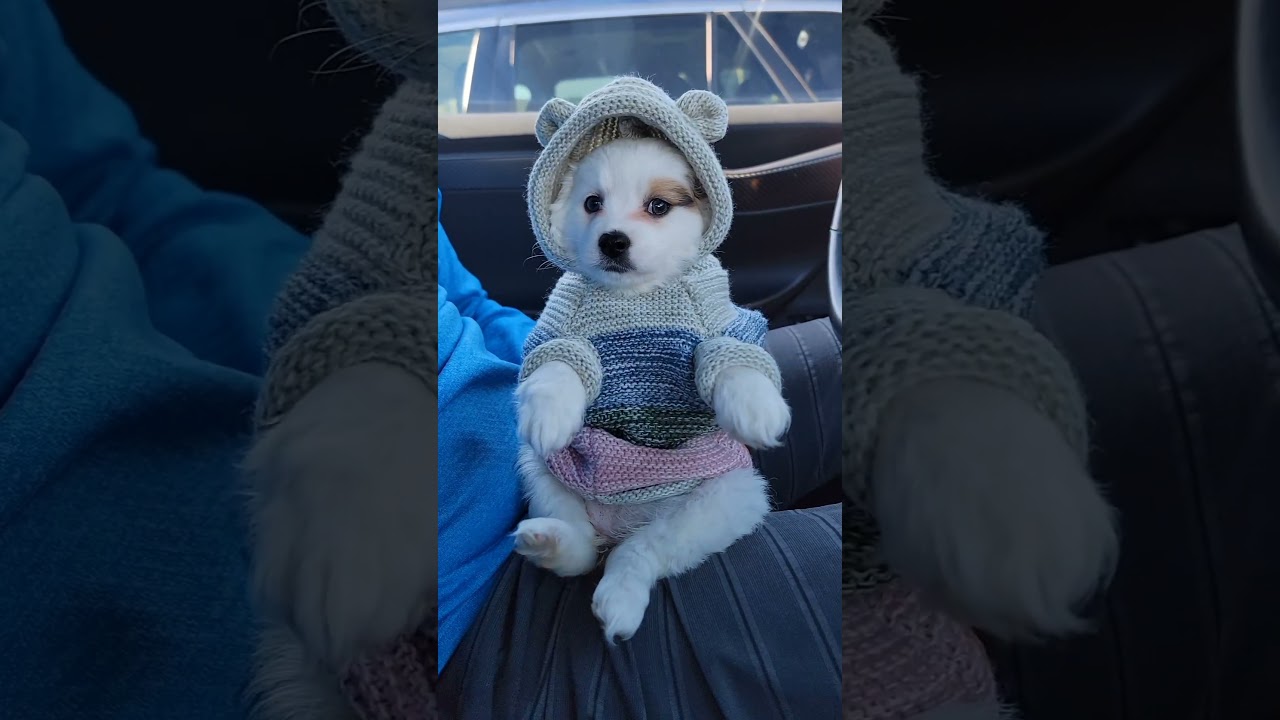 Playful Puppy is a Girl