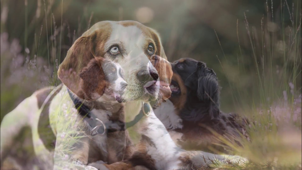 ~ Hundeshootings in der Heide ~