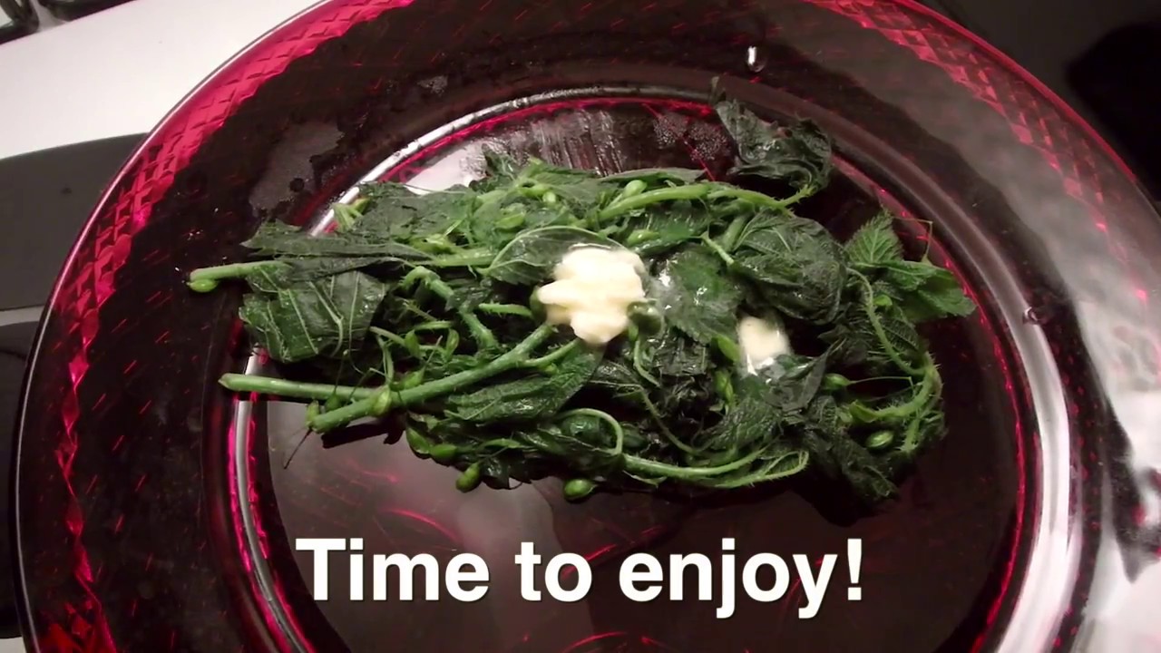 Wild Stinging Nettle - Nutritious Super Food!