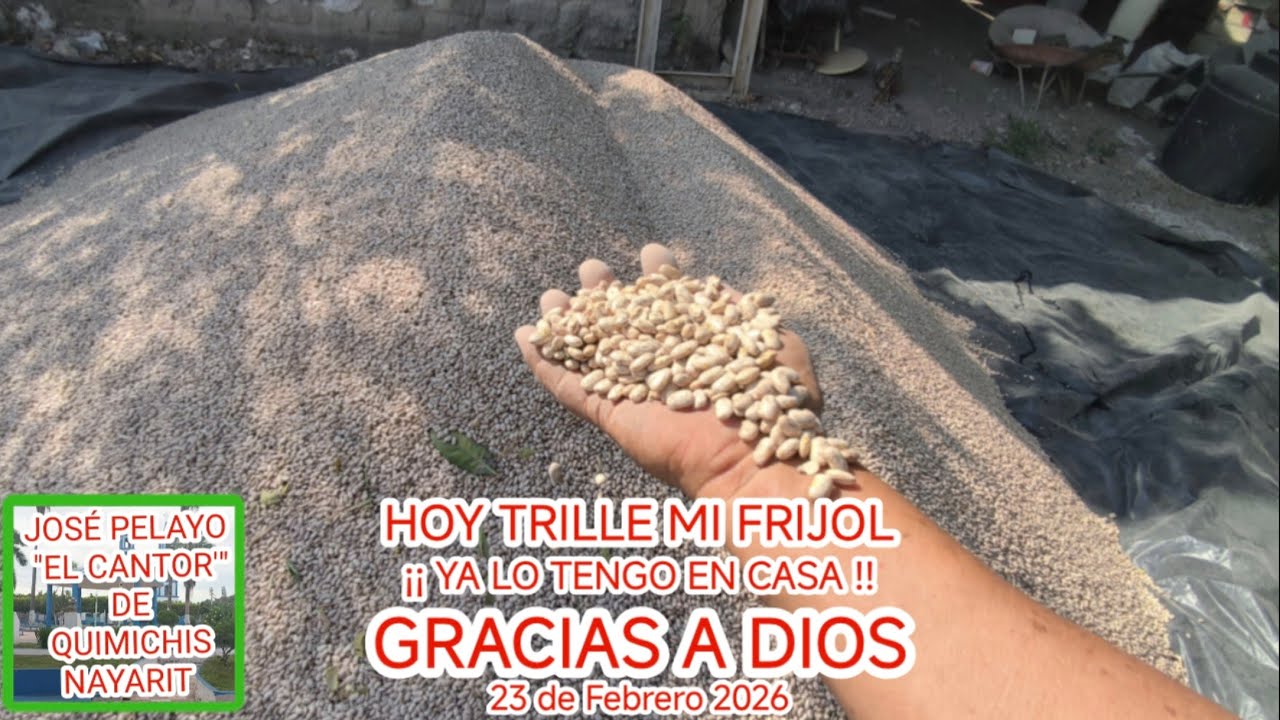 ¡¡ GRACIAS A DIOS YA TRILLE MI FRIJOL PINTO SALTILLO Y AZUFRADO CRIOLLO HOY !! 24 de febrero de 2026