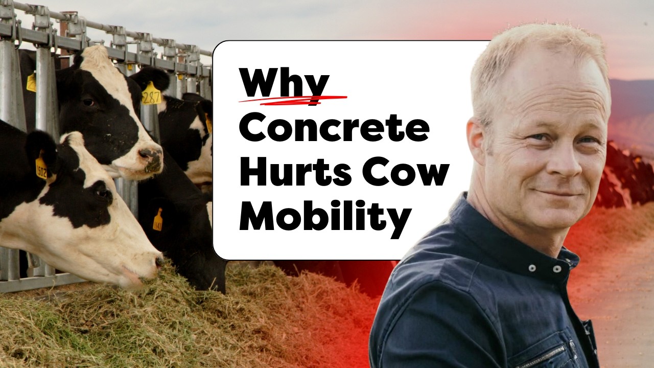 Rubber Flooring for Lameness Reduction - Martin Folkema