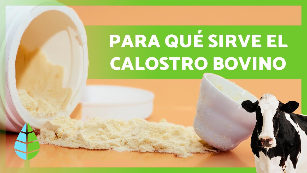 12 BENEFICIOS del CALOSTRO BOVINO 🥛🐮| Para Qu&eacute; Sirve y C&oacute;mo Tomarlo