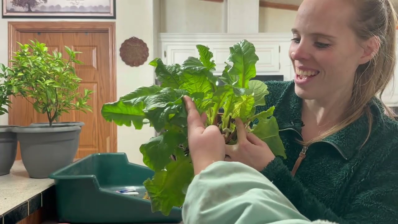 Подготовка к зиме и пересадка клементинов, гербер, колеусов и герани! | Simply Bloom
